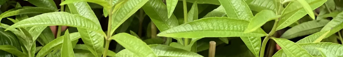 Lemon verbena from our own farm