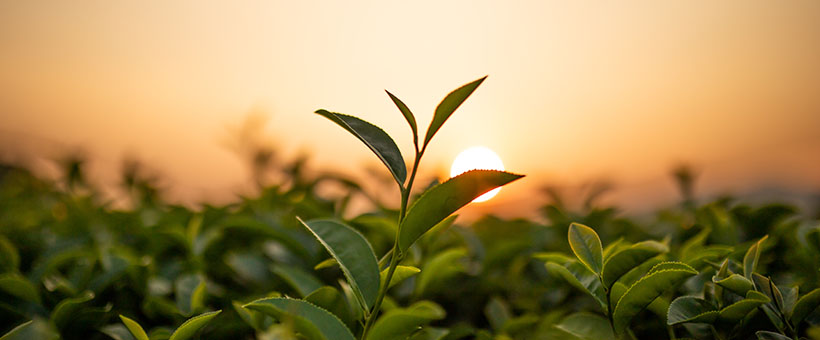 Taiwan tea garden