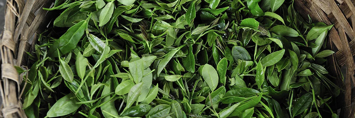 How to choose tea for commercial use
