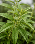 Lemon Verbena