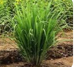 Lemongrass